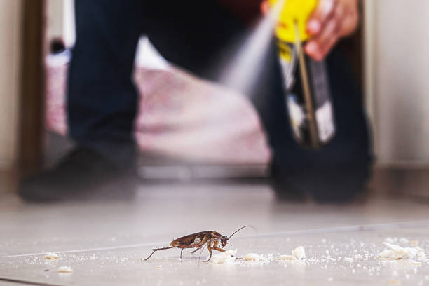 Best Bed Bug Extermination  in Hickory, NC